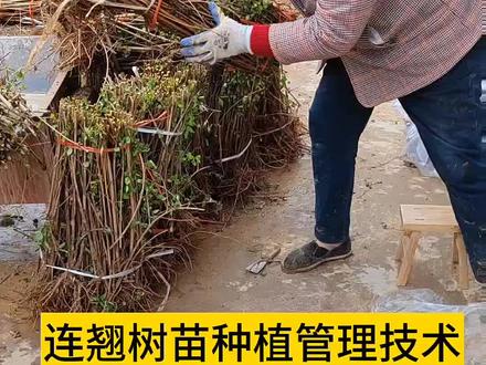 #连翘 连翘树苗种植修剪管理小技巧 #新农人计划2023 #三农 #乡村振兴dou行动 #支持三农扶持三农发展 @抖音小助手