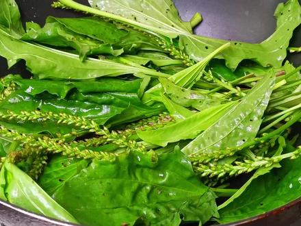 车前草煮鸡蛋,这做法很多人没见过,作用实在太多了,省钱还实用 #车前草