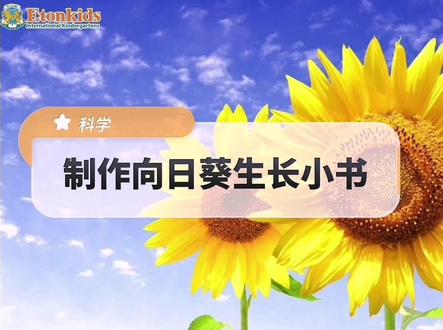 蒙特梭利教育——科学文化区——自制向日葵生长小书