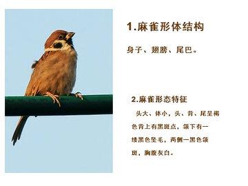 五年级美术下册微课写意动物微课人教版