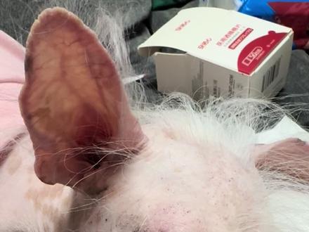 放弃挣扎,随意拔,可是我这个破手,我这个破手拔不出来啊!求指教!#一张照片证明你养了狗🐶 #养狗经验分享养狗知识 #养狗分享 #冠毛犬 #去黑头