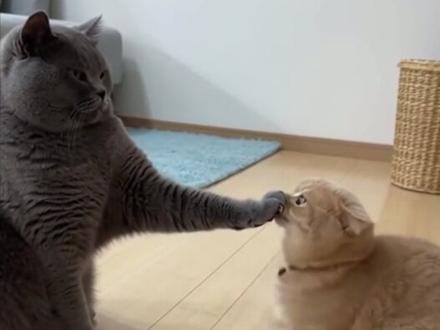 毛绒绒的蓝胖子! #蓝猫 #萌宠 #宠物