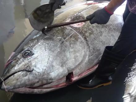 广东老板28万买蓝鳍金枪鱼,带大厨现场切割分解,这刀功比鱼值钱