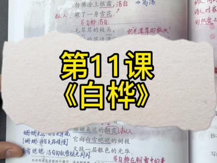 四年级下册第11课《白桦》课堂笔记、课堂重点