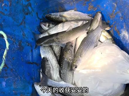 印度小孩哥用塑料瓶+鸡蛋钓鱼,轻轻松松收获不少鱼儿 #钓鱼#三农