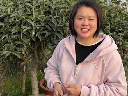 八月桂在清明之前完成修剪,四季桂在五一之前完成修剪,修剪方法在置顶视频,杀虫药的链接也在置顶视频。#龙口宜家花卉#桂花