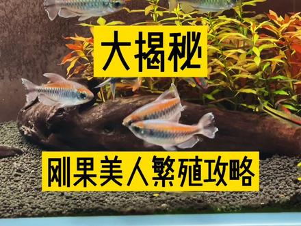 大揭秘!刚果美人繁殖攻略