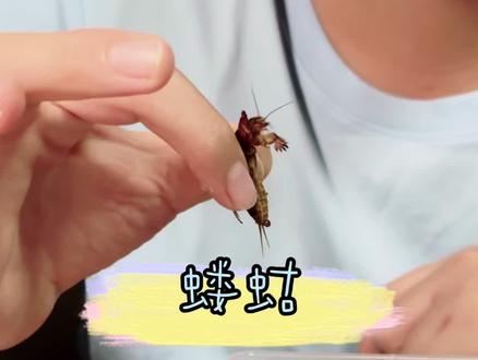 很多朋友小时候玩的“土狗”就是它啦 #昆虫