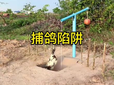 绝地“五连环”捕鸽陷阱,你学废了吗?#国外合法狩猎 #技术分享 #荒野猎人 #纪录片 #小发明大作用