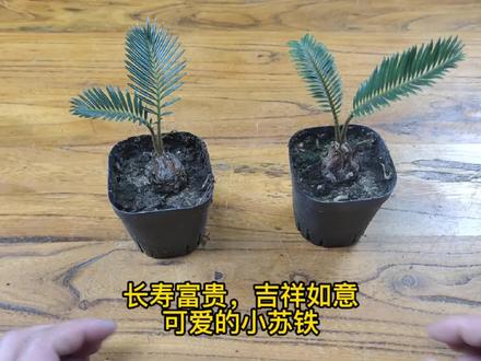 长寿富贵吉祥如意,可爱的小苏铁苔藓微景观