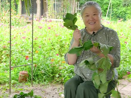 朋友们知道吃地瓜叶有什么好处吗?#地瓜叶 #野菜 #绿色食品 #山东中医药大学 #郭瑞华