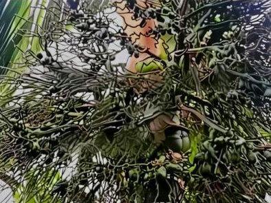 槟榔使用磷酸二氢钾的三大禁忌。 槟榔磷酸二氢钾|禁忌+正确用法一次性讲透#磷酸二氢钾的使用 #海南种植#槟榔种植