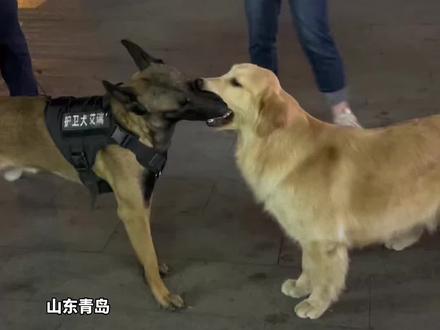 金毛和警犬为抢玩具都不肯松口,网友:这胜负欲一下就上来了