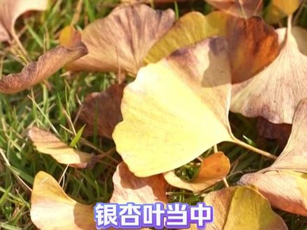 银杏叶泡水易中毒?路边的“金药材”别乱捡!#够科普
