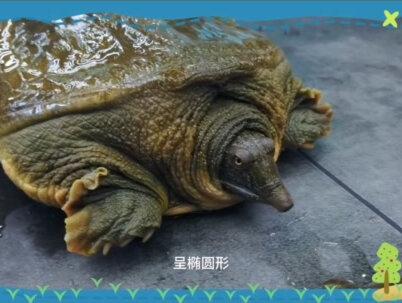 甲鱼--浑身是宝的滋补珍品!