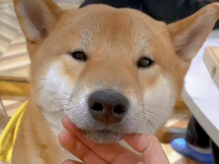 教你的柴犬怎么眯眼笑
#柴犬 #柴犬日常 #萌宠出道计划