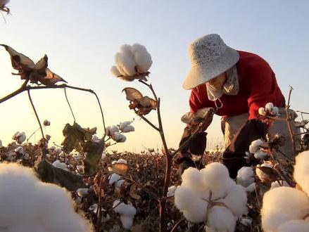 一分钟讲完从棉花到衣服的过程。#纺织人的日常#纺织行业# #女装 #服装