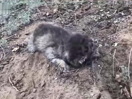 #民警救助迷路的兔狲幼崽 拿出撸猫技能