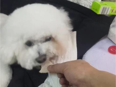 一只小狗子它有多能装 #比熊