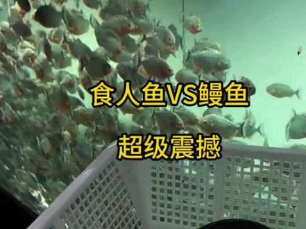 食人鱼秒吃鳗鱼,新都医院廖振勋来源于网络