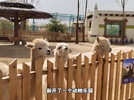 雄安郊野公园里面新开业的森林动物乐园游玩攻略! #辛玛森林动物乐园#小动物们的春日治愈之旅 #亲子游玩好去处 #抖音本地流量来了 #五一终于可以玩个痛快
