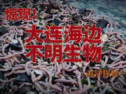大连海边刮来一堆“肠子”是什么生物#自然奇境科普季 #沙虫 #海老鼠 #棘刺锚参 #实地拍摄