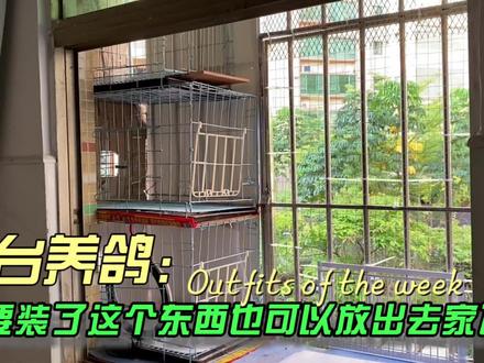 防盗网养鸽也可以家飞?只要装了这个就没问题阳台养鸽也可以家飞 #防盗网养鸽 #阳台养鸽子 #阳台鸽舍