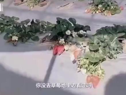 “315”曝光: “剧毒”草莓只卖国内不出口