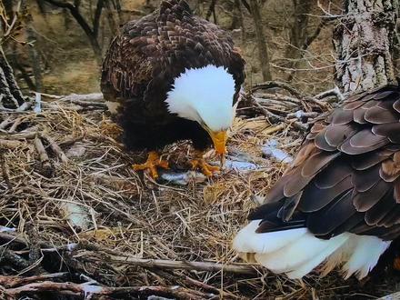 雄性白头鹰为何会养育别人的后代? #白头鹰 #动物解说 #动物养娃 #动物故事