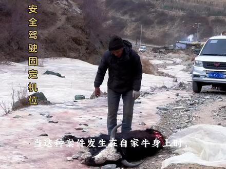 在牧区这种案件最近发生的最多吧, #vlog十亿流量扶持计划 #青年创作者 #@会火 @抖音创作小助手