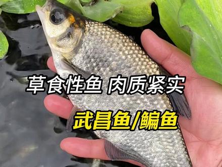 武昌鱼淡水饲料养殖食用扁鱼三角鲂团头鲂边鱼苗超好养鳊鱼