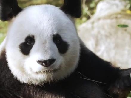 马克龙将到访成都想再租借大熊猫赴法?北京外国语大学区域与全球治理高等研究院教授崔洪建:马克龙带着使命来华,代表法国的大熊猫粉丝,争取新一轮大熊猫租借计划#新闻今日谈