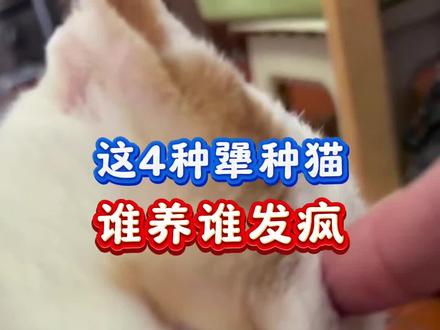 这四种犟种猫,谁养谁发疯#猫咪 #养猫#养猫经验分享