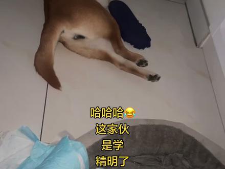 哈哈哈哈😂狗狗不会说话真的也会耍心眼呢#大黄 #狗狗的心眼子到底有多少