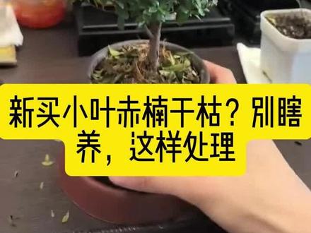 小叶赤楠才买不久就黄叶掉叶?直接找商家给你处理 和护理技巧 小叶赤楠黄叶掉叶这么办,小叶赤楠才买不久就黄叶,多半是根部不好 直接找商家给你处理啊 别傻傻的以为是自己问题#小叶赤楠怎么养护 #小叶赤楠 #新盆栽