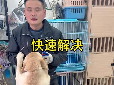 犬出笼激动扑人解决办法 #训狗#狗扑人 #训狗经验分享 #拉布拉多日记
