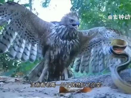 #动物世界 #万物皆有灵性 #野生动物零距离 老鹰是毒蛇的天敌,但有时候老鹰也会被毒蛇反杀,大自然就是这么的奇妙
