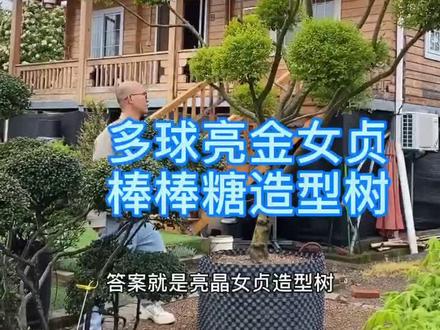 什么植物常绿百搭大气,萌而有趣还实惠,多球亮金女贞棒棒糖造型树。#花境 #花园设计 #防疫生活志