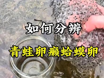 如何分辨青蛙卵还是癞蛤蟆卵 如何分辨青蛙卵还是癞蛤蟆卵#青蛙卵 #癞蛤蟆