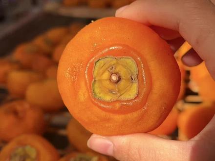 给你们分享一个晒柿饼不黑的好方法#柿饼 #柿饼制作 #柿子饼 #自制手工柿子饼 #优质农产品