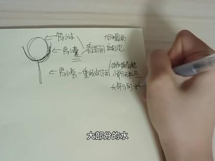 泌尿系统#生地会考#泌尿系统#生物#泌尿系统教学
