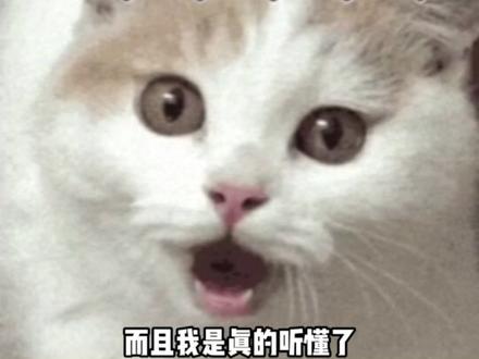 小猫咪不可以说脏话 #猫咪 #娱乐评论大赏