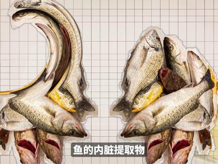 鱼油有作用吗?为什么鱼油会卖的这么贵? #热点新闻事件 #鱼油 #鱼油作用 #科普一下 #生活科普