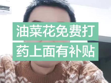 油菜花免费打药有补贴,为了套取补贴有人就瞎打。这不瞎扯吗#油菜花#农药#蜜蜂