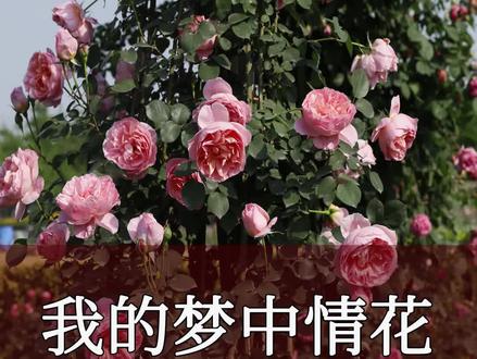 德智体美劳全面发展的三好月季!#月季 #花卉绿植 #爬藤月季 @DOU+上热门