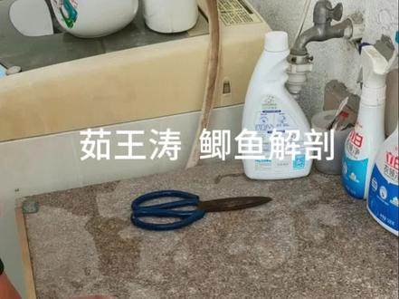 小升初作业,鲫鱼解剖