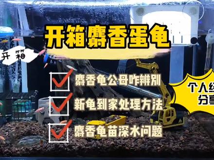 开箱公麝香蛋龟,分享一下新龟到家处理方法,和小麝香龟苗深水问题#萌宠推荐官 #萌宠 #养龟日常 #麝香龟