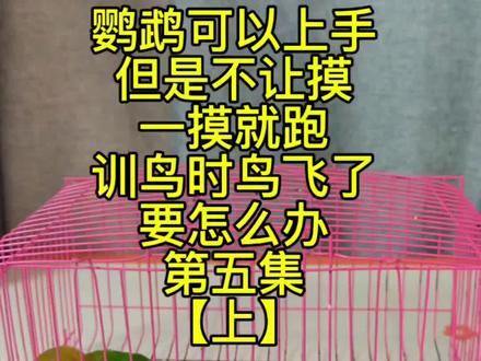 #手养鹦鹉 #鹦鹉 #训鸟 #牡丹鹦鹉
训鸟第5集 上