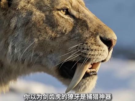 剑齿虎,史前猛兽的荣耀与悲歌!#科普 #动物百科 #古生物