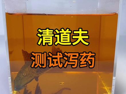 用502胶水把清道夫的尾部封住,然后放进泻药里会发生什么事?#清道夫 #解压 #趣味实验 #泻药 #502胶水